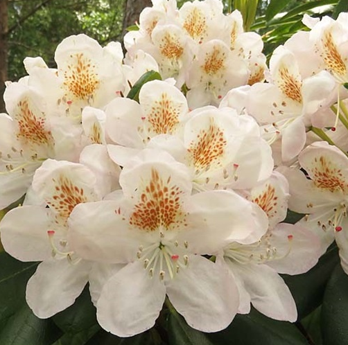 Основное изображение товара