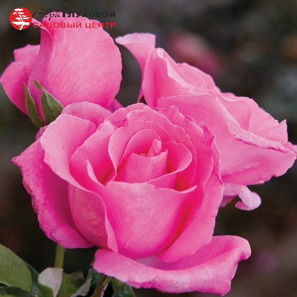 Основное изображение товара