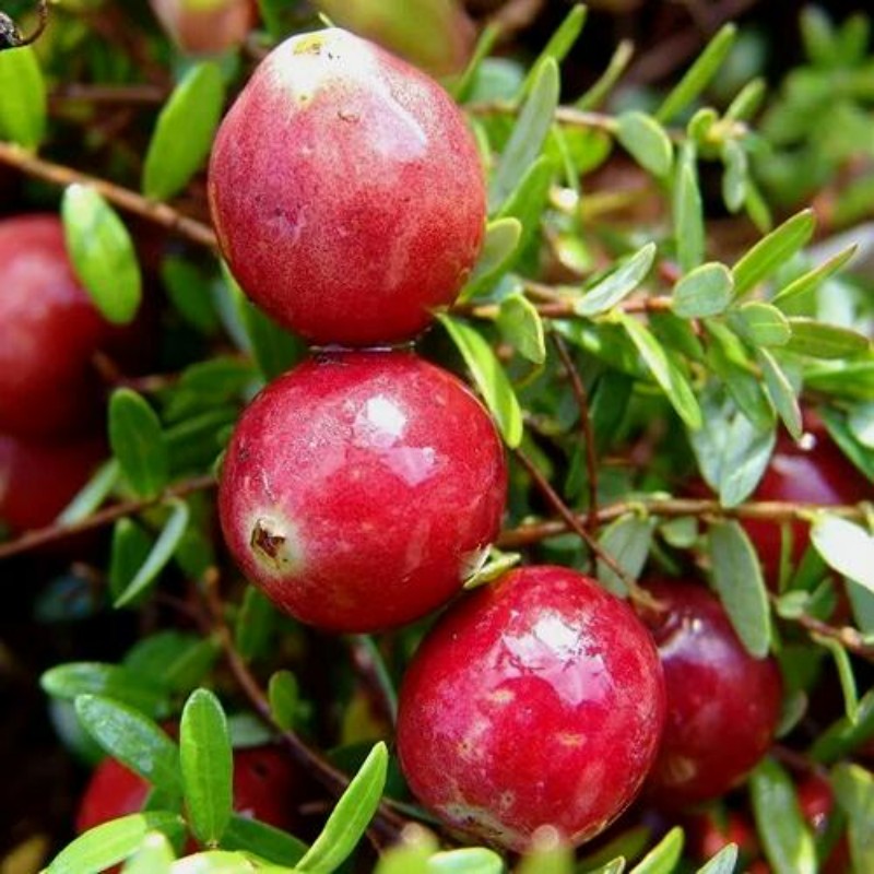 Основное изображение товара