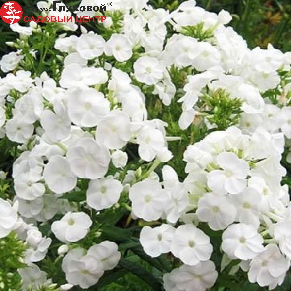 Основное изображение товара