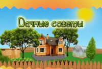 Смотрите Дачные советы в четверг 04.05.2017 г. в 19.20 на телеканале Губерния.