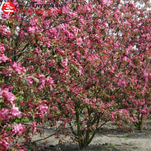 Основное изображение товара