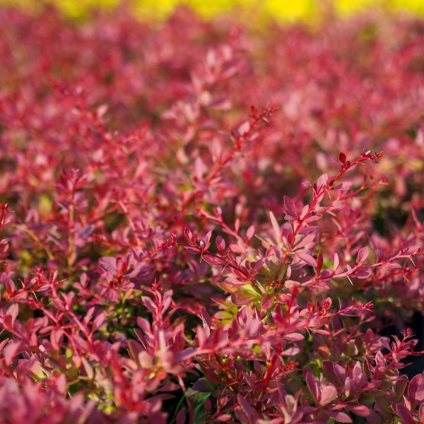 Основное изображение товара