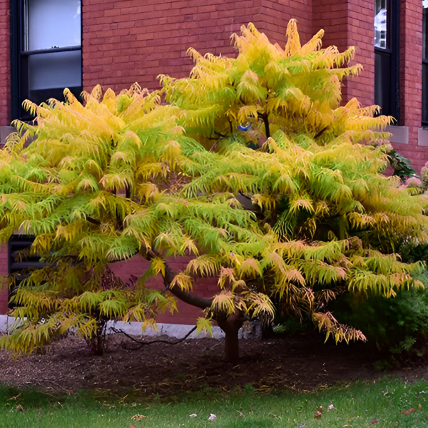 Основное изображение товара