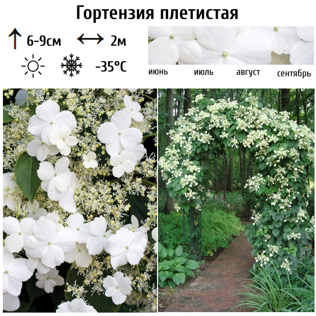 Основное изображение товара