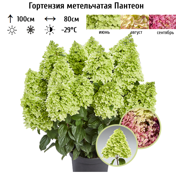 Основное изображение товара