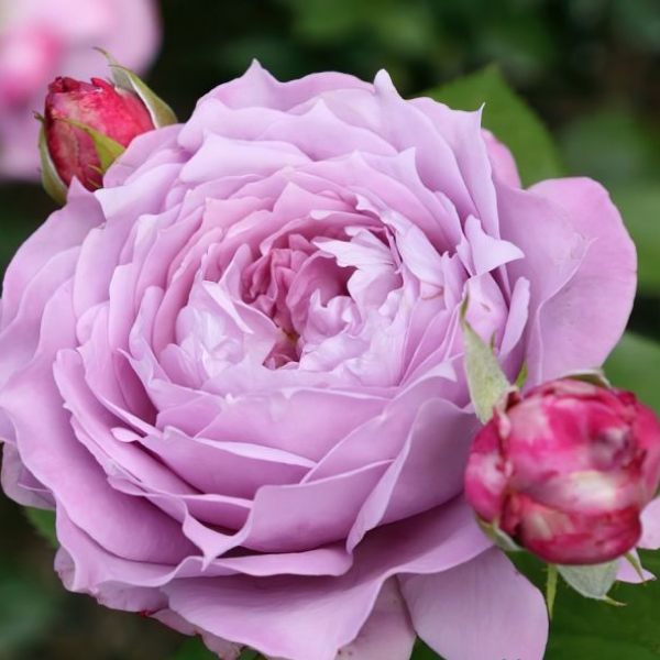 Основное изображение товара