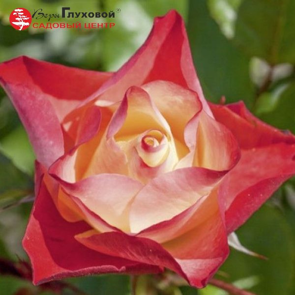 Основное изображение товара