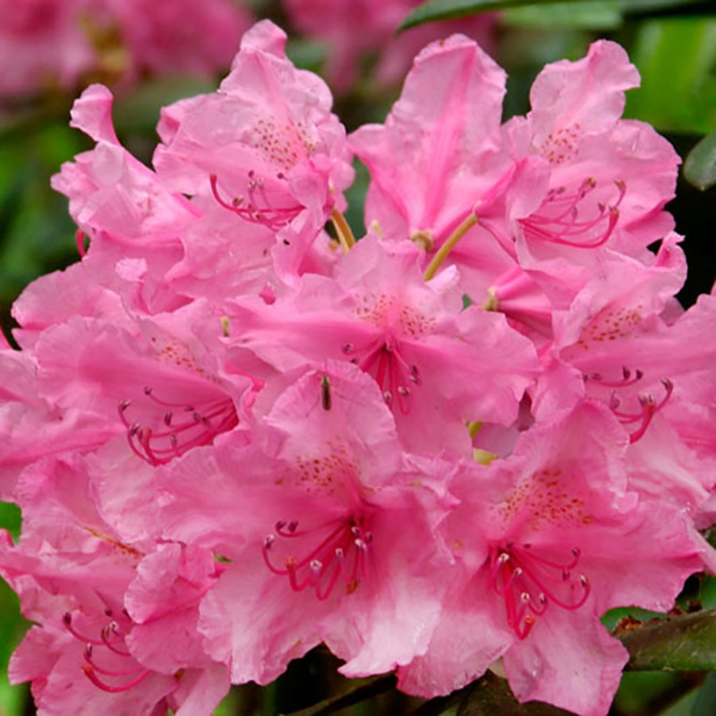 Основное изображение товара