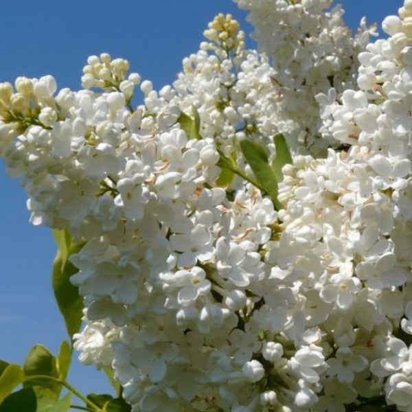 Сирень обыкновенная Мадам Флорен Степман