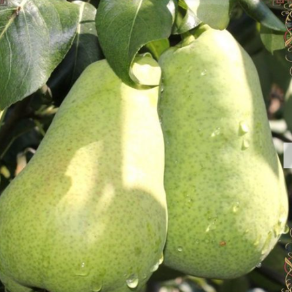 ГРУША “Красавица Черненко”