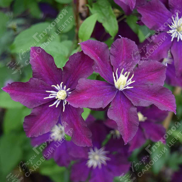 Лианы