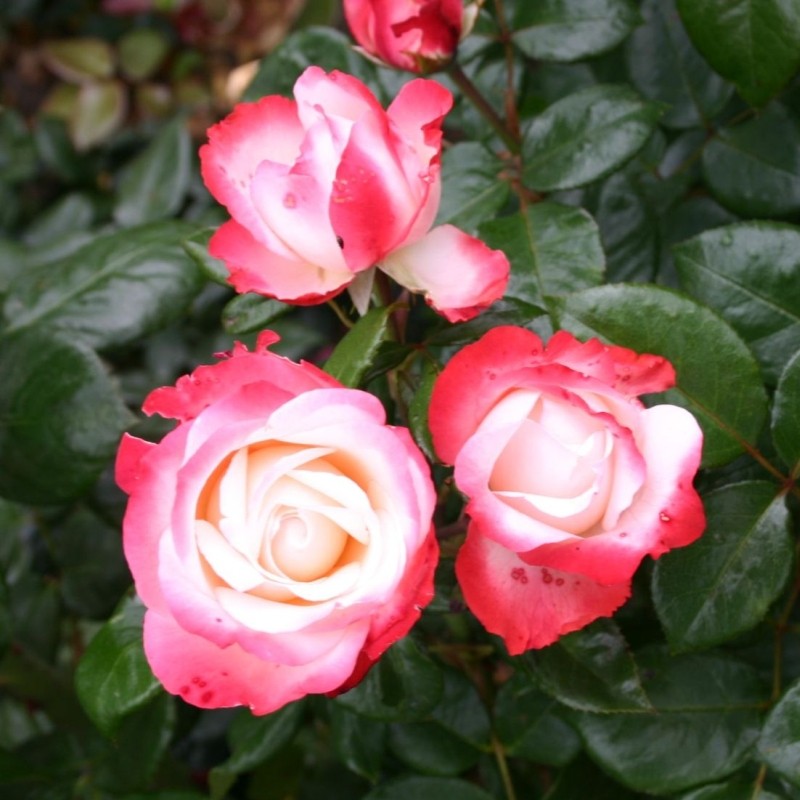Роза чайно-гибридная Nostalgie/ La garçonne