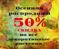 Осенняя распродажа в садовых центрах Веры Глуховой