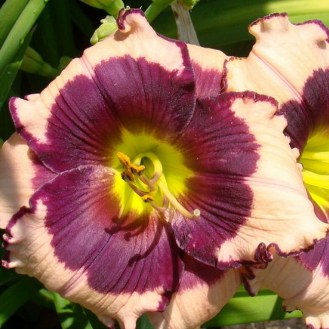 Основное изображение товара