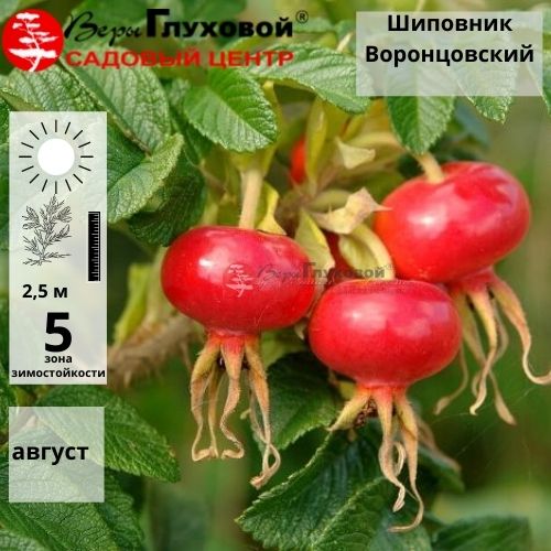 Основное изображение товара