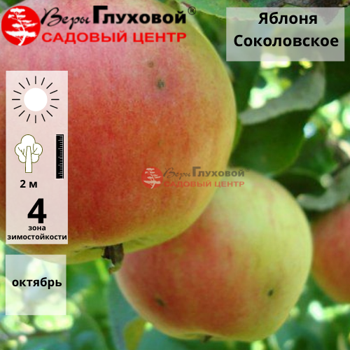 Основное изображение товара