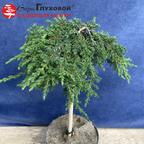 Основное изображение товара