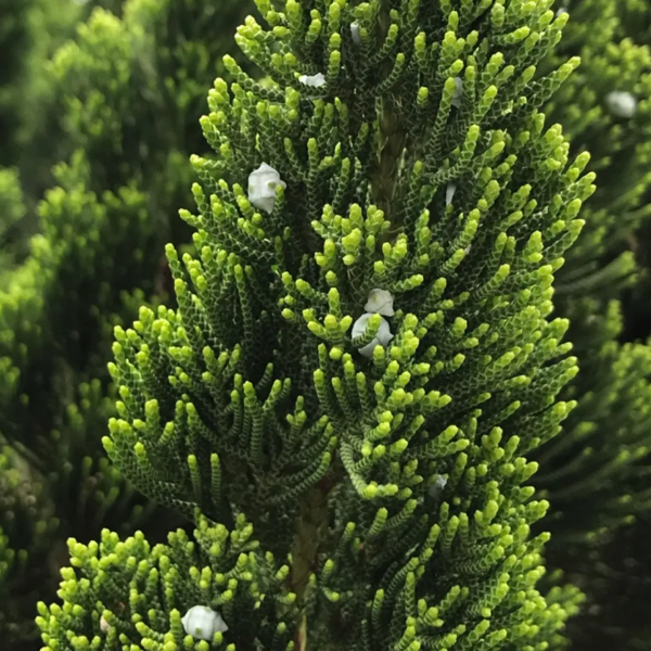 Основное изображение товара