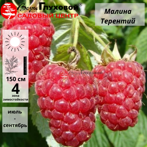 Малина Терентий