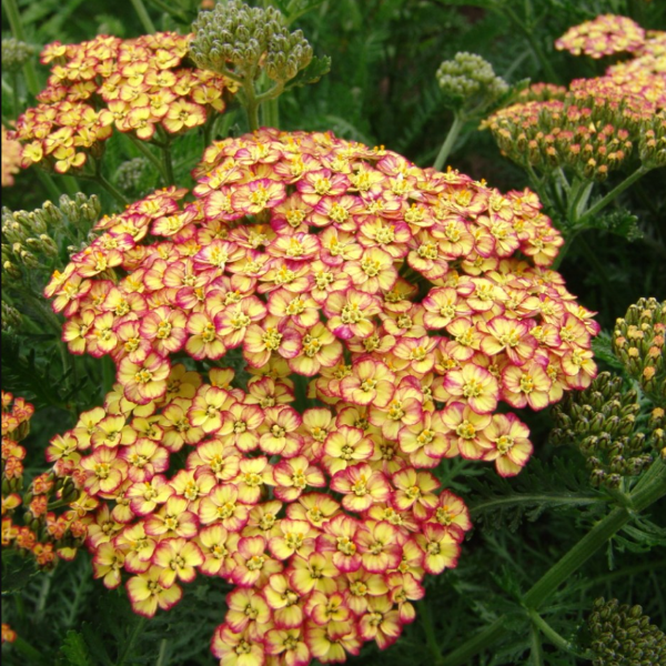 Основное изображение товара