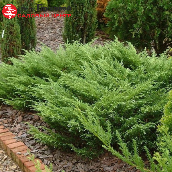 Основное изображение товара
