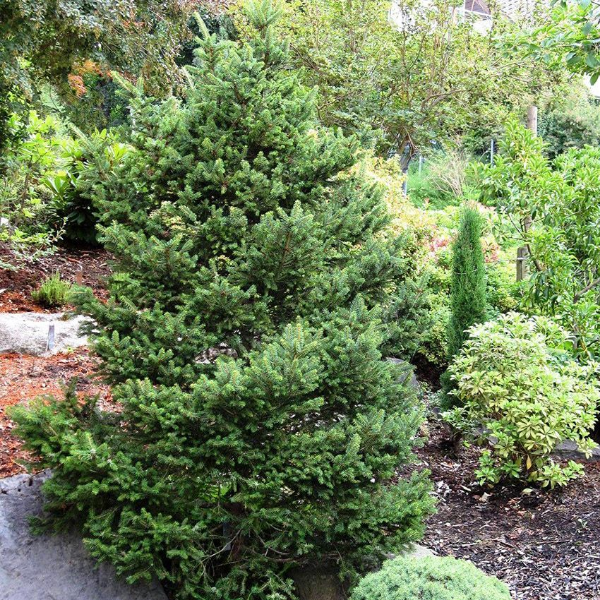 Основное изображение товара