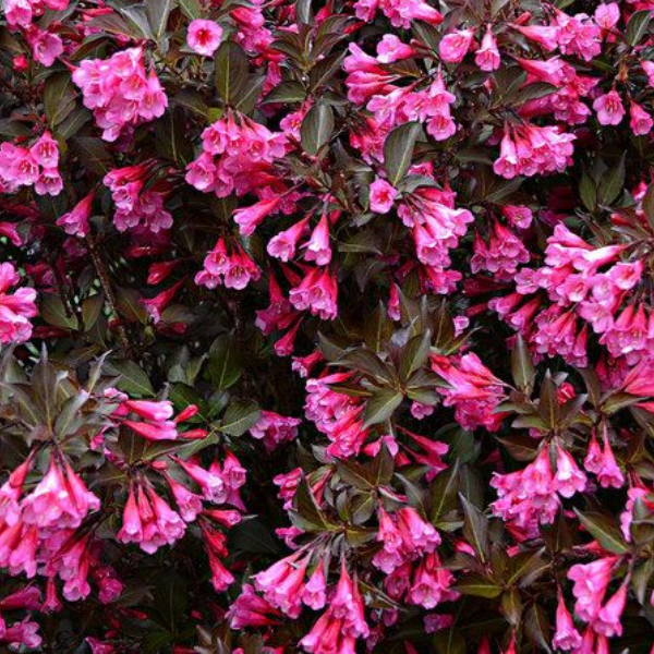 Основное изображение товара