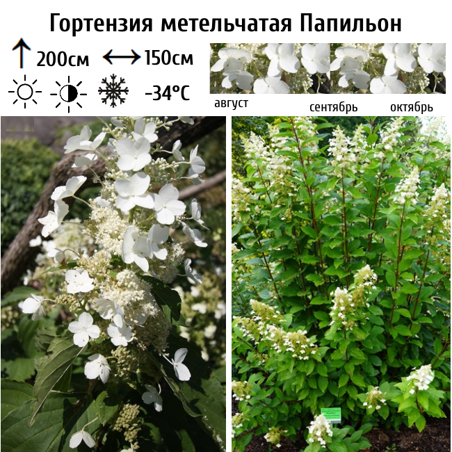 Гортензия метельчатая Папильон