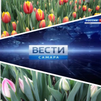 Анонс выпуска о тюльпанах на Вести Самара