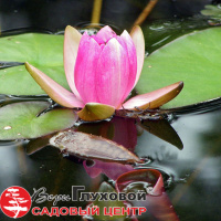 Новое поступление водных растений