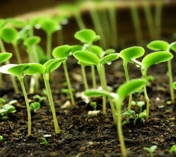 Какую рассаду посадить в феврале Какую рассаду посадить в феврале