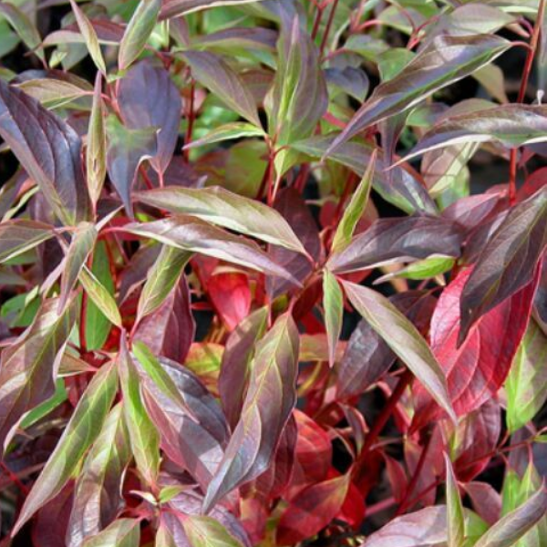 Основное изображение товара