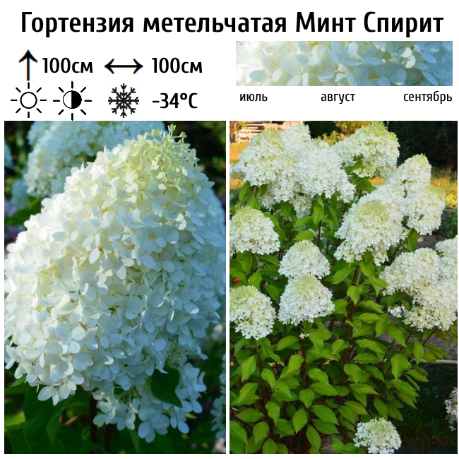 Гортензия метельчатая Минт Спирит