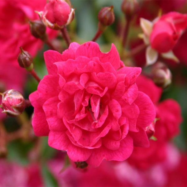 Основное изображение товара