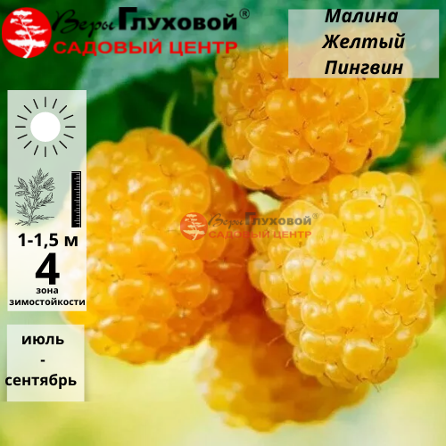 Малина Желтый Пингвин