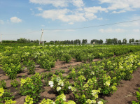 Гортензии в поле и на контейнерной площадке