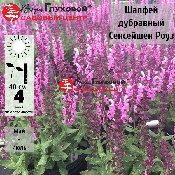 Основное изображение товара