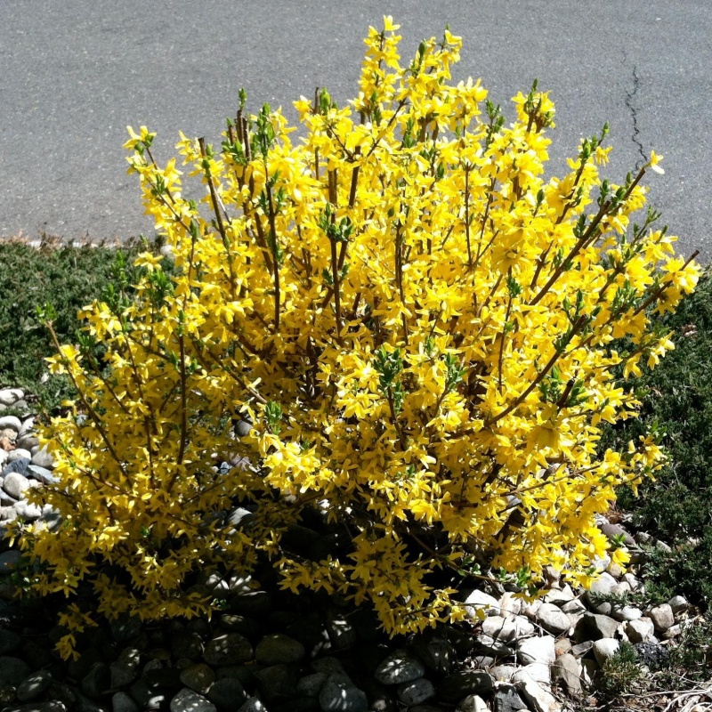 Форзиция промежуточная Миниголд