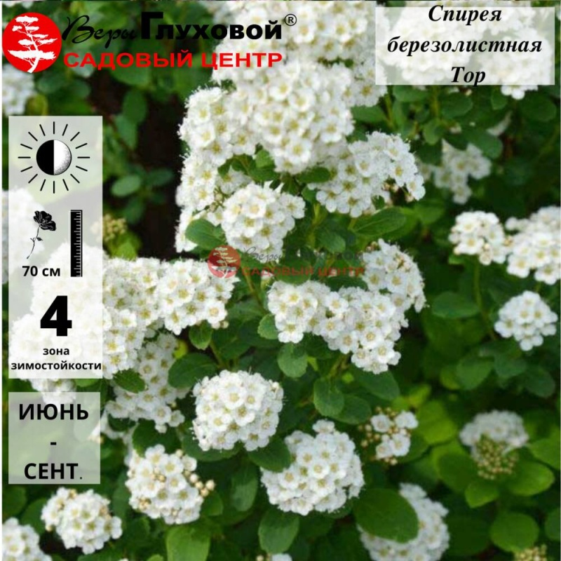 Основное изображение товара