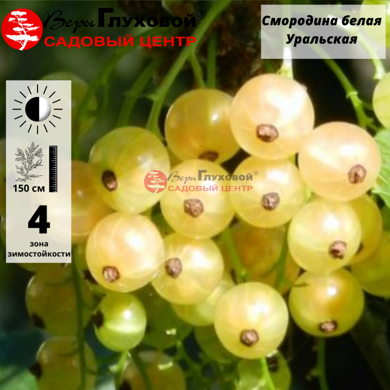 Основное изображение товара