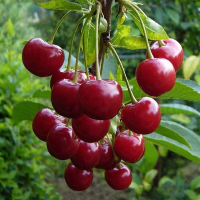 Дюк (Черевишня) Превосходная Веньяминова (средний сорт)