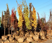 Крупномеры: саженцы груш, яблонь, черешни и вишни