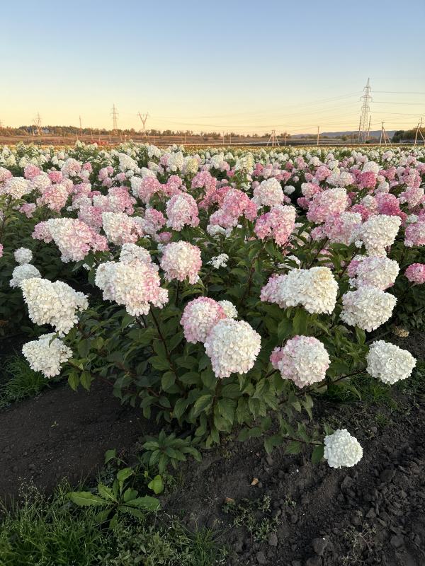 Популярная и востребованная Ванилла