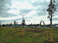 Продолжаются работы по посадке деревьев на Московском шоссе