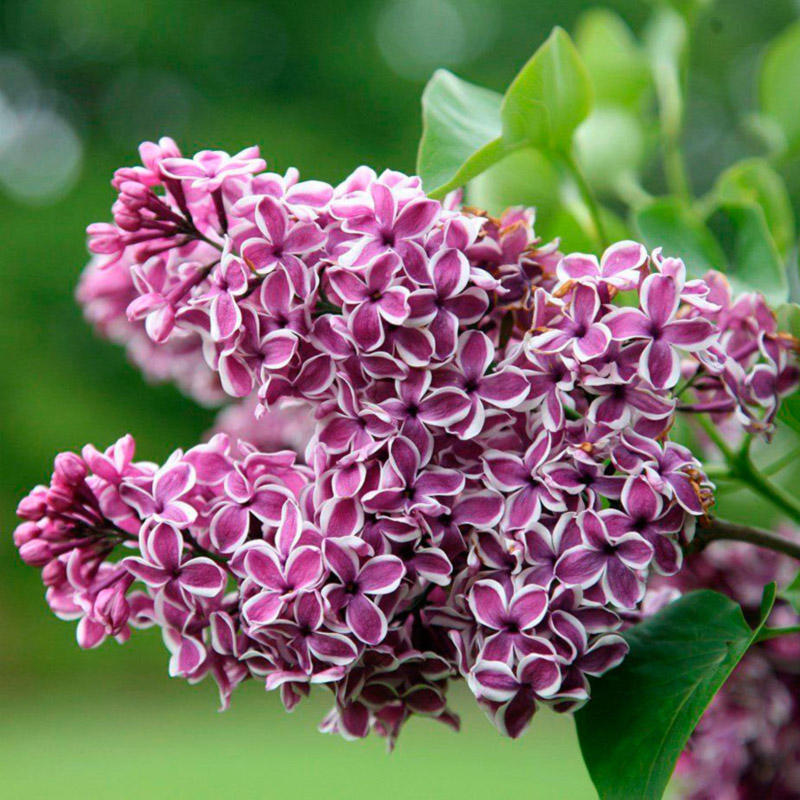 Основное изображение товара