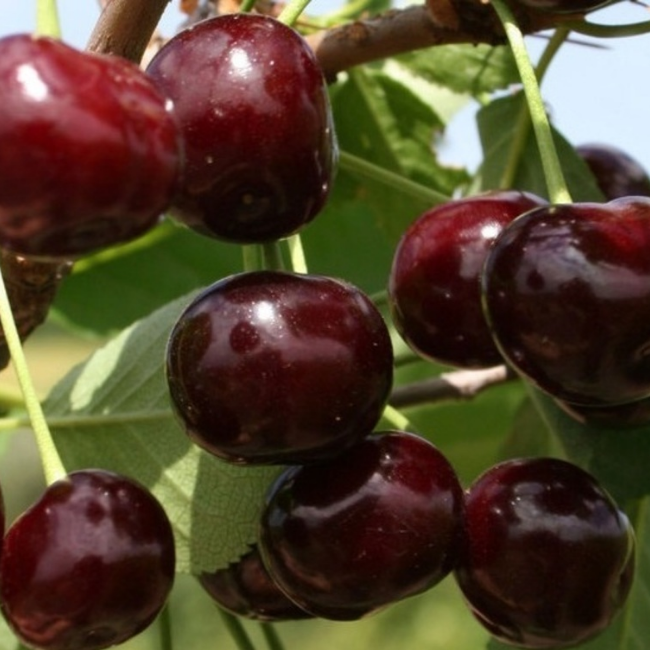 Вишня Харитоновская
