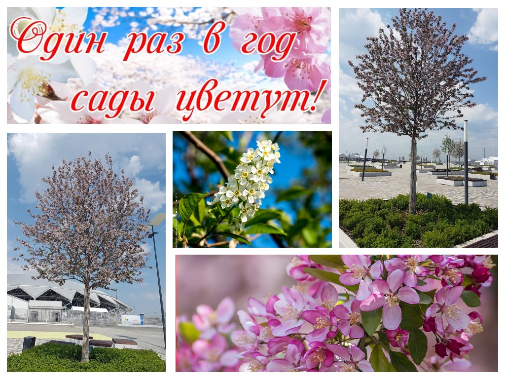 Один раз в год сады цветут ... Один раз в год сады цветут ...