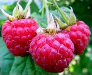 Рисунок 126.jpg