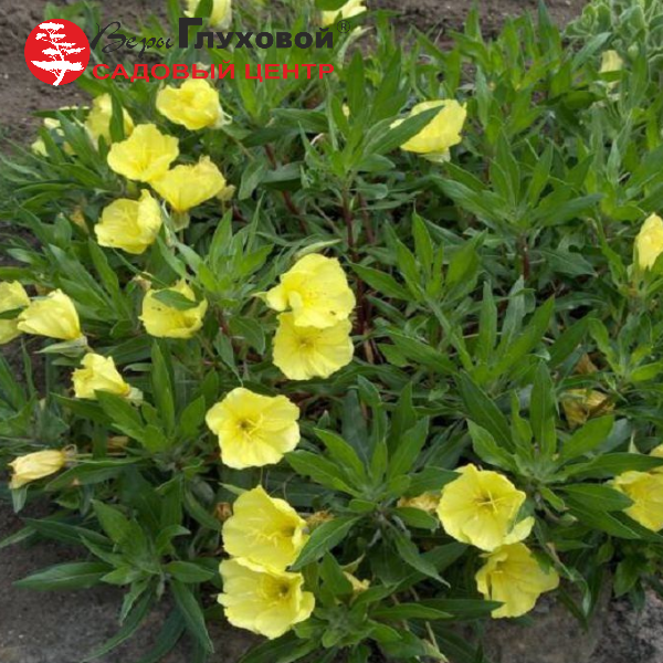 Основное изображение товара